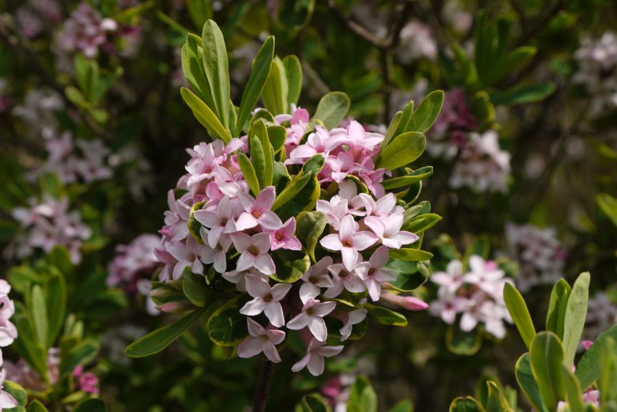 Daphne burkwoodi sommerset variegata